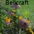 rudbekia malowana rdzą.jpg