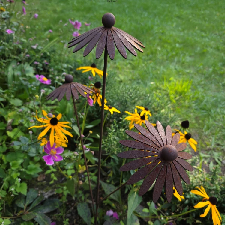 rudbekia malowana rdzą.jpg