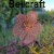 hibiskus metalowy kwiat.jpg