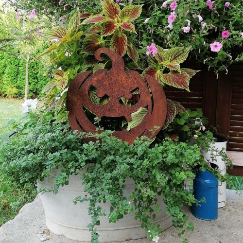 Dynia  - ogrodowa ozdoba na Halloween