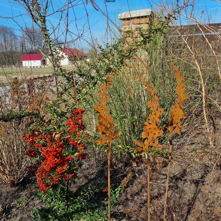 Ostróżka malowana rdzą - zestaw 3 szt.