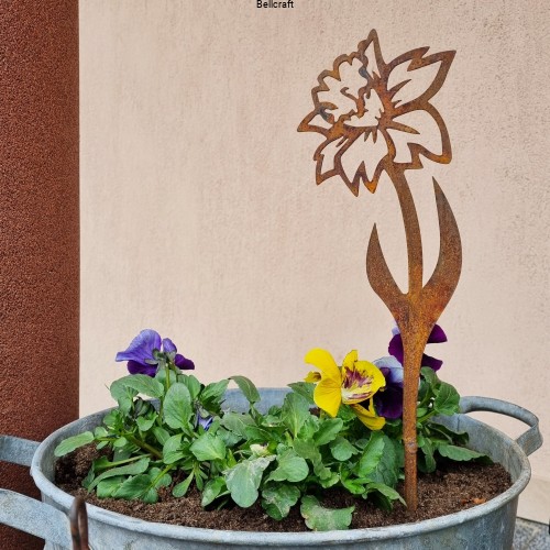 Narcyz - ozdoba do wiosennego ogrodu