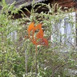Motyl - rdzawa ozdoba do ogrodu (3)